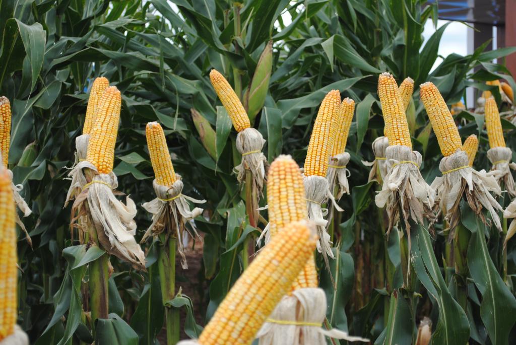 Relatório do USDA impacta negativamente nos preços do milho