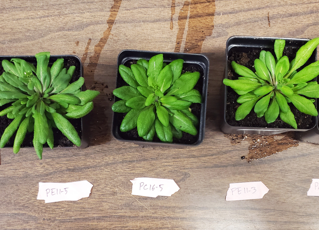 <i>Arabidopsis thaliana</i> - Foto: Sarah Assmann - Penn State