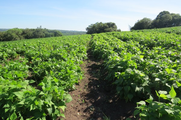 Plantio das lavouras de feijão 1ª safra atinge 80% da área em algumas regiões do RS