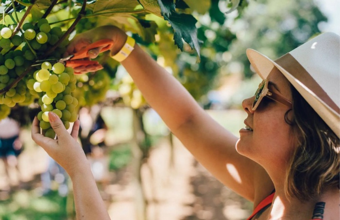 Vinícola Góes projeta safra de alta qualidade para a Vindima 2026
