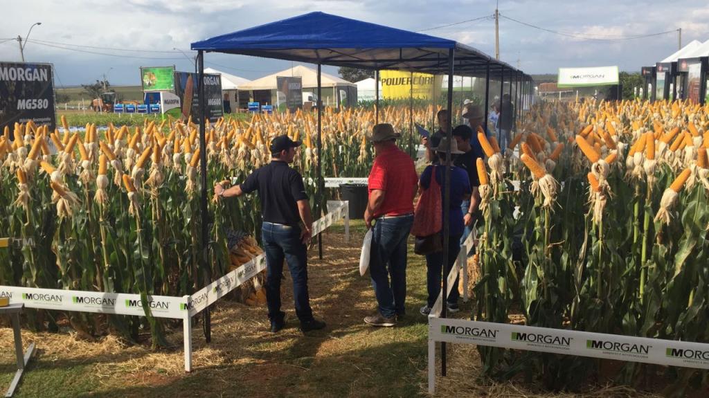 ​Morgan lança novo híbrido de milho e apresenta tecnologia Powercore na AgroBrasília