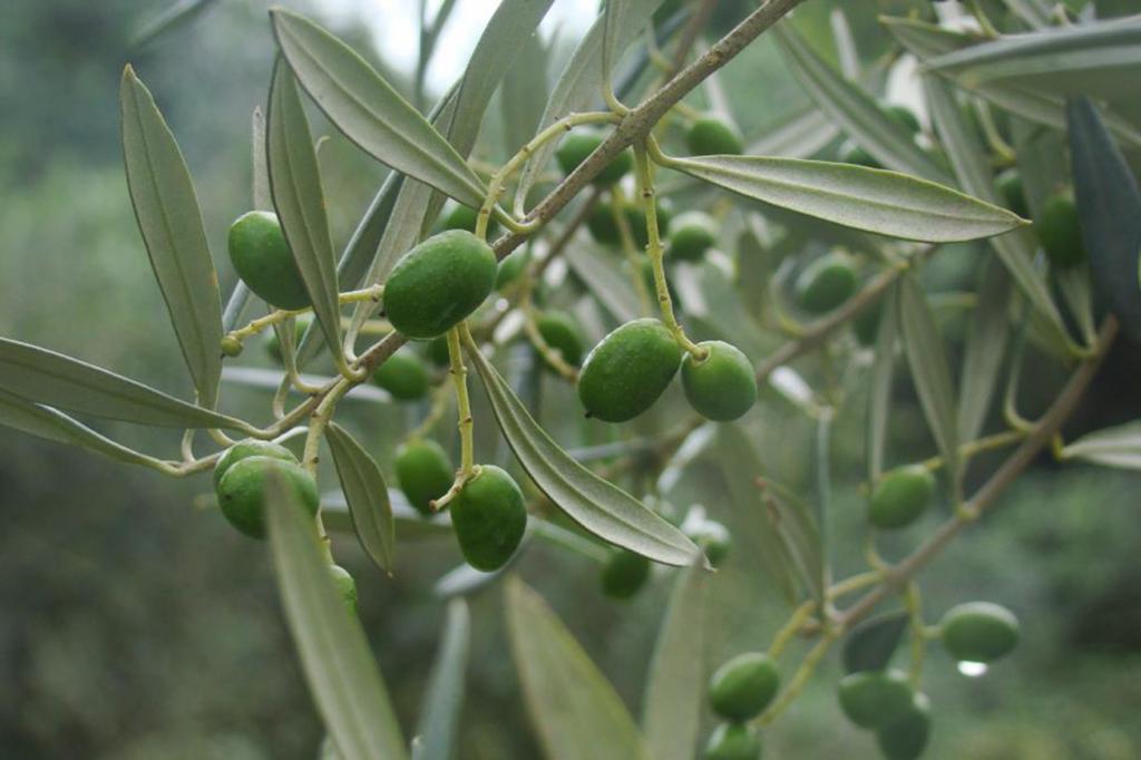 Medidas de manejo contra nematoides em oliveira