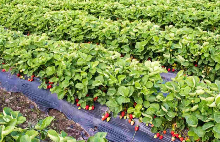 Safra de morango exige atenção ao pulgão-da-raiz, diz Sindiveg