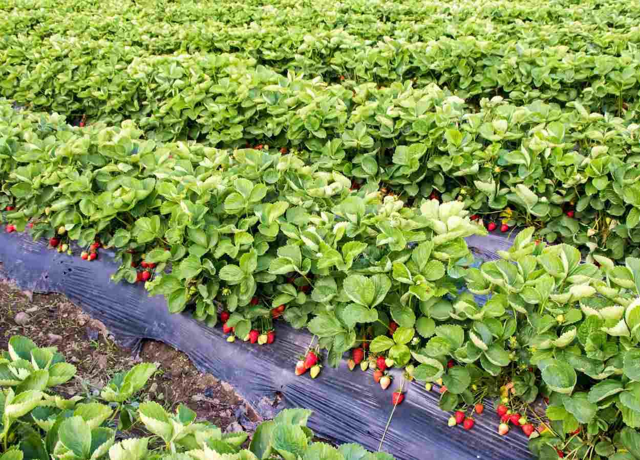 Safra de morango exige atenção ao pulgão-da-raiz, diz Sindiveg
