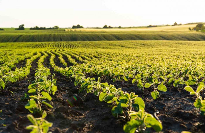 Vazio sanitário da soja termina nesta sexta-feira (6) em Mato Grosso