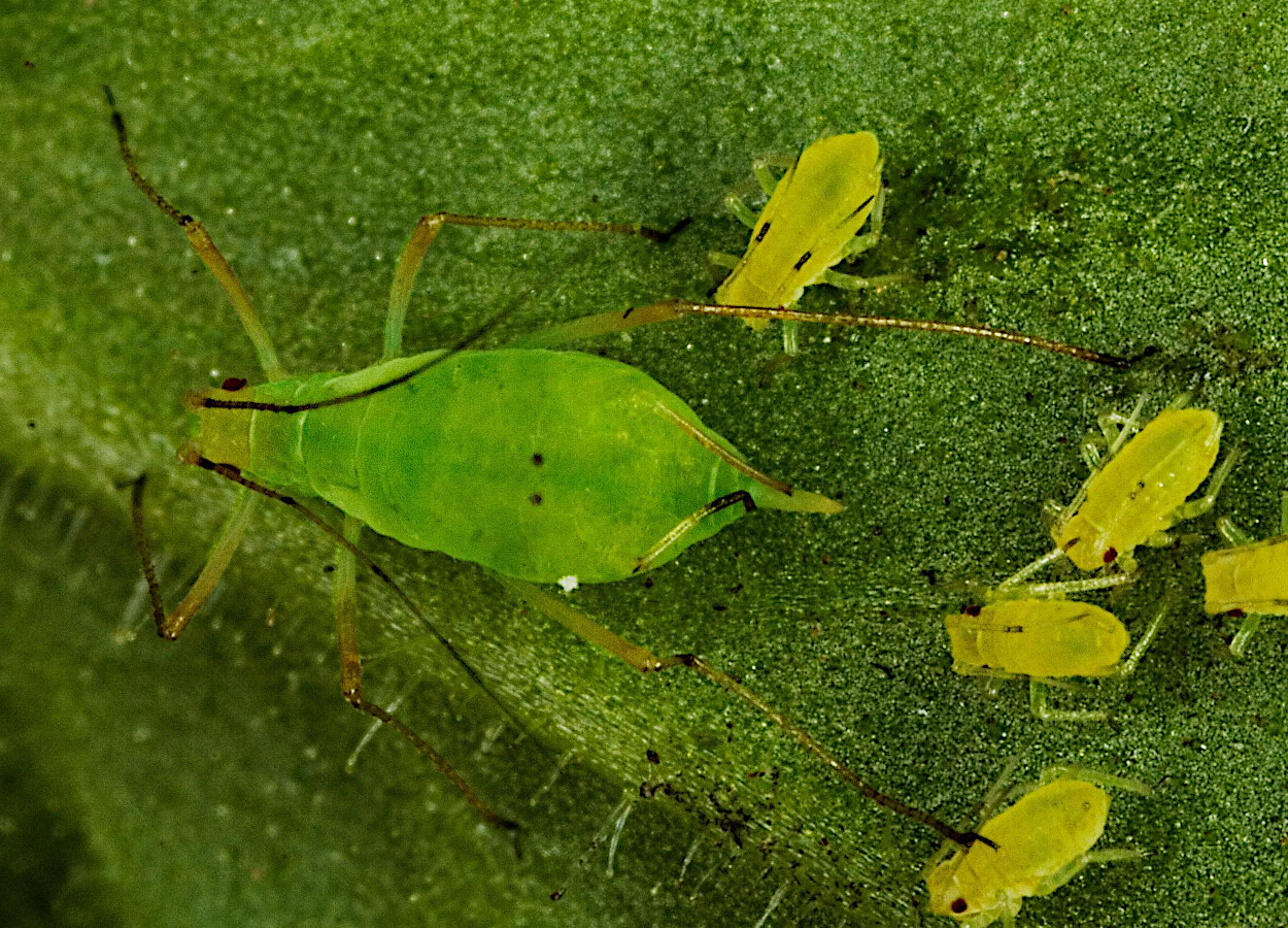 Foto: David Cappaert, Bugwood