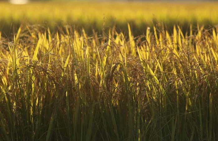 Federarroz orienta produtores a aderirem a leilões de apoio