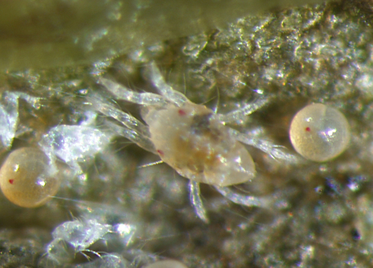 Foto: Bruce Watt, University of Maine