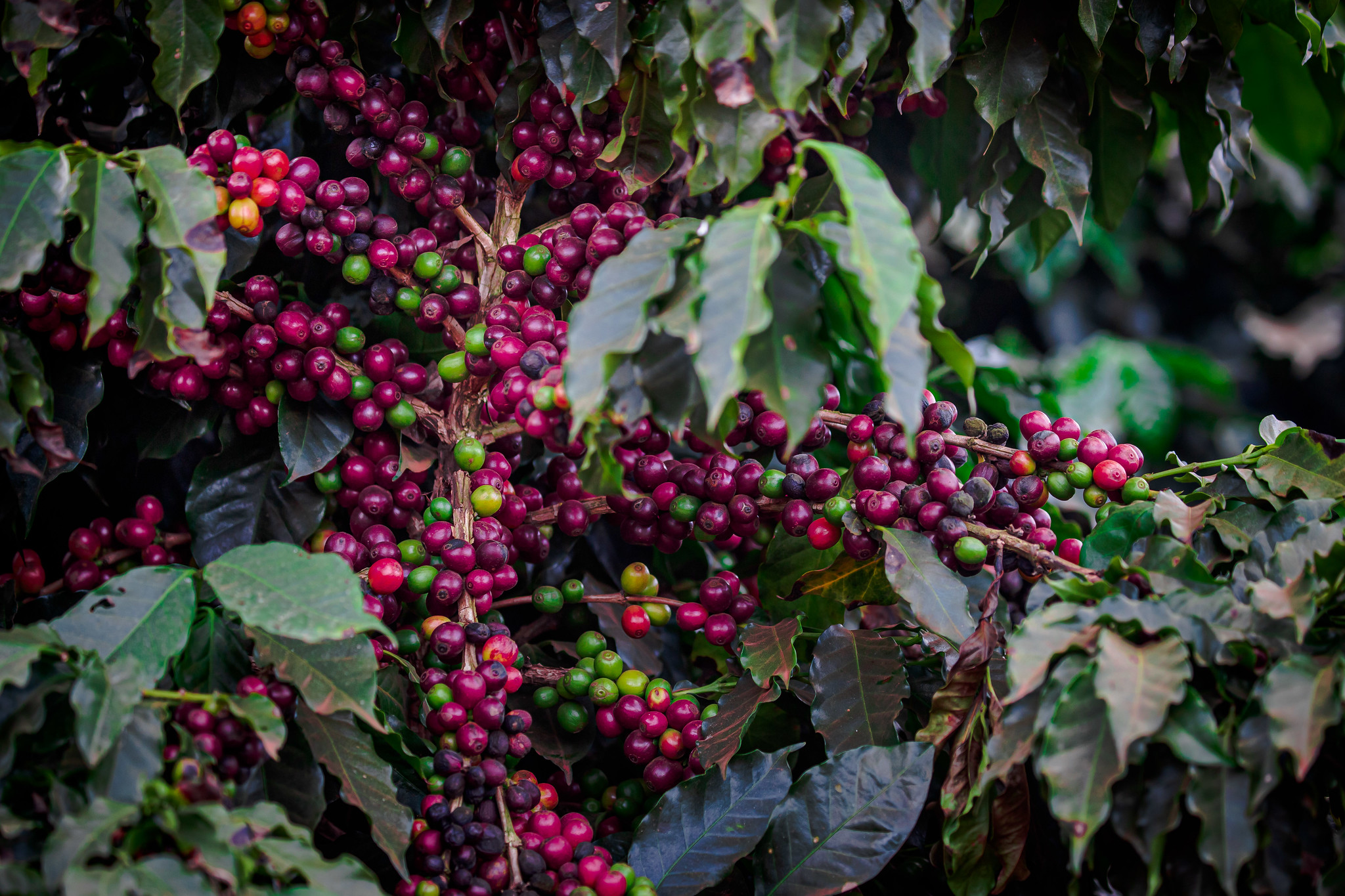 Brazilian Coffee Production occupies 1,9 million hectares in 2023