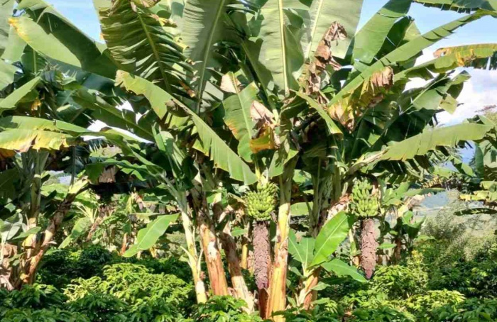 Município do Sul de Minas quer aumentar a produção de banana