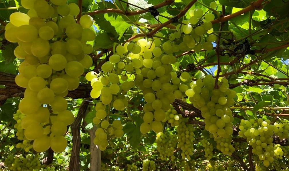 Embrapa apresenta primeira cultivar de uva 100% Nordestina