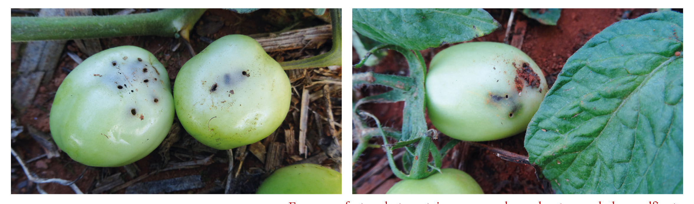 Furos em frutos de tomateiro provocados pelo ataque da larva alfinete.