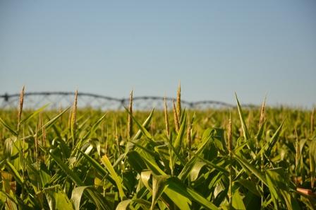 Pequenos e médios produtores também colhem melhorias ao adotar irrigação