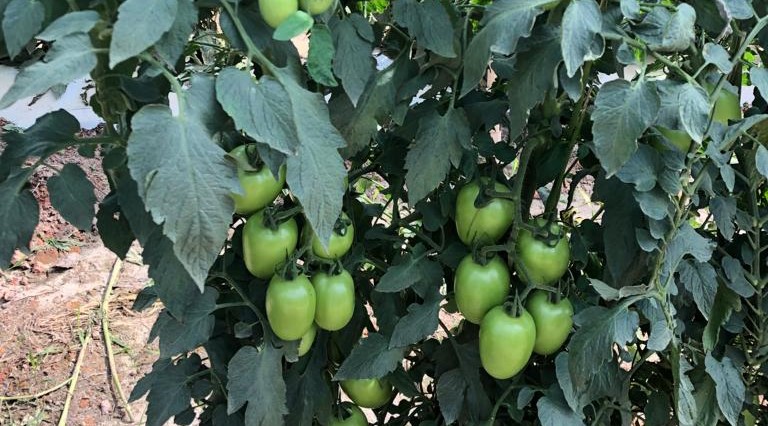 Recém-lançado, inseticida para manejo do tomate supera expectativa de comercialização no País
