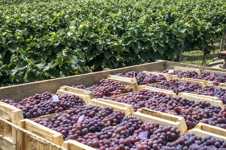 Preço mínimo da uva industrial será de R$ 1,31 por quilo a partir de janeiro