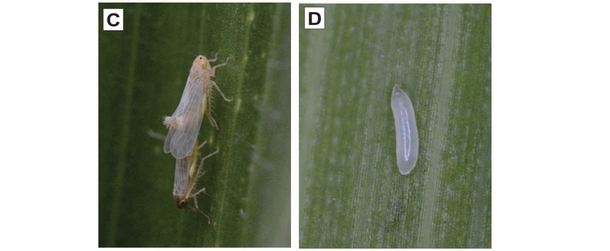 (C) Adultos em cópula: fêmea acima (maior) e macho abaixo (menor); (D) ovo retirado da folha do milho