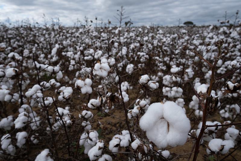 Abrapa apresenta modelo de certificação do algodão brasileiro