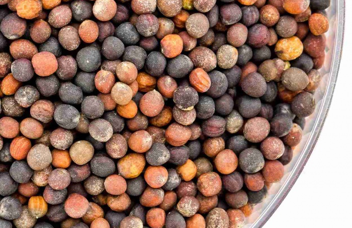 Detectado fungo resistente em sementes de brócolis nos EUA