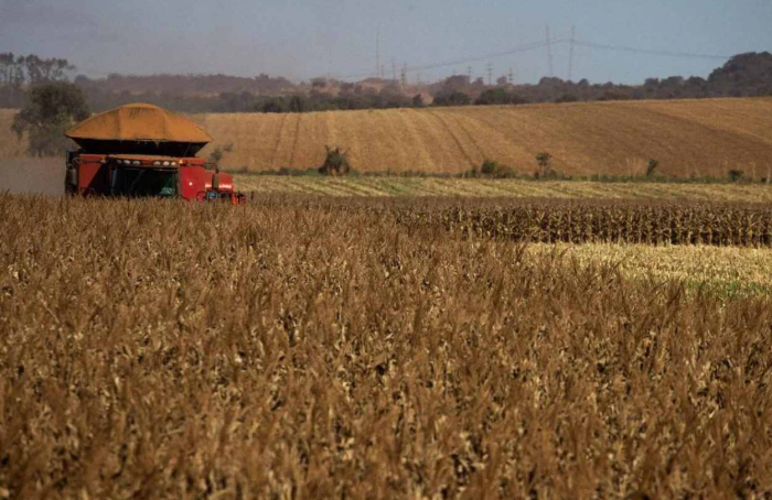 Recorde: produção do milho safrinha em MS atinge 14 milhões de toneladas