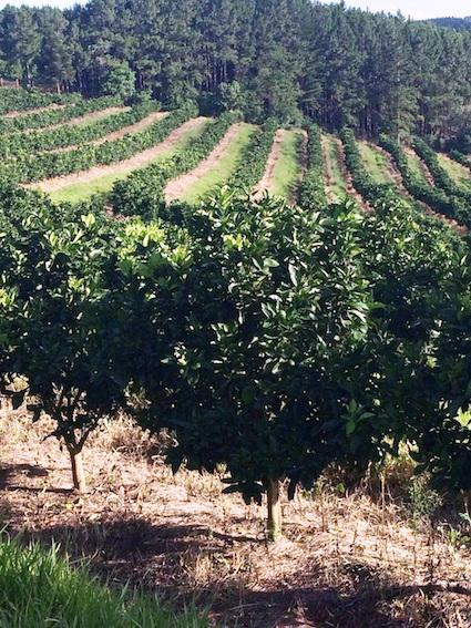 Citricultores reforçam nutrição de pomares para ampliar produção de laranjas