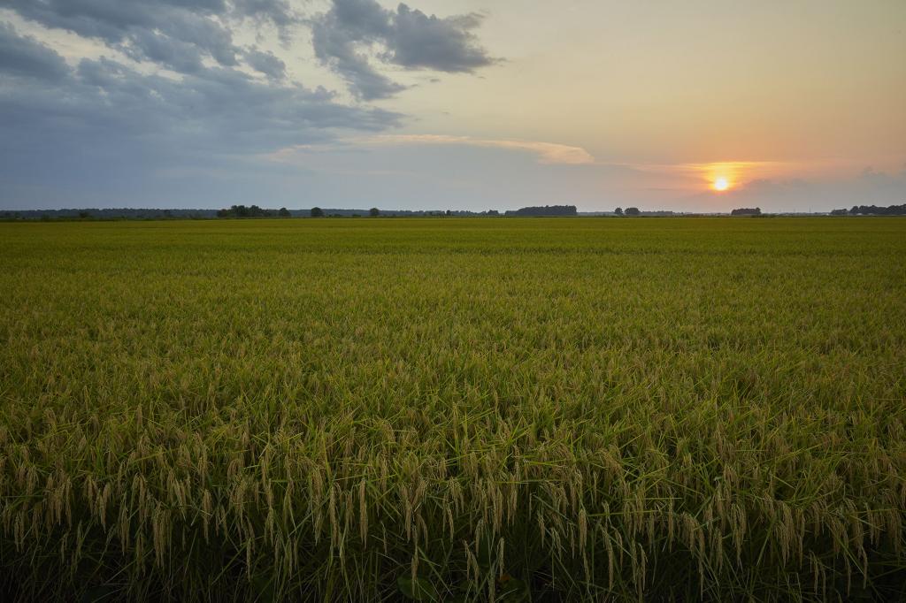 RiceTec e Adama lançam solução para cultivo de arroz