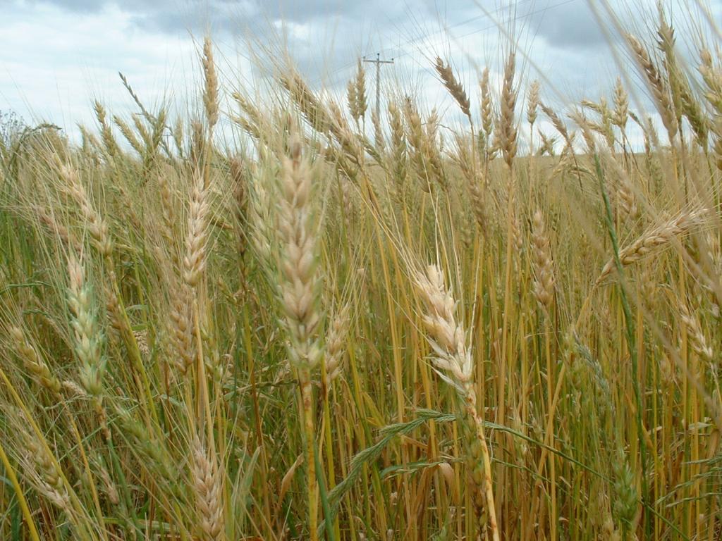 Abitrigo destaca importância de reduzir dependência da importação de trigo no Brasil