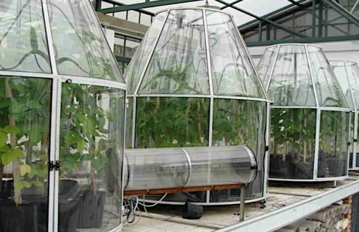 Dióxido de carbono elevado amplia produção, mas muda qualidade da soja