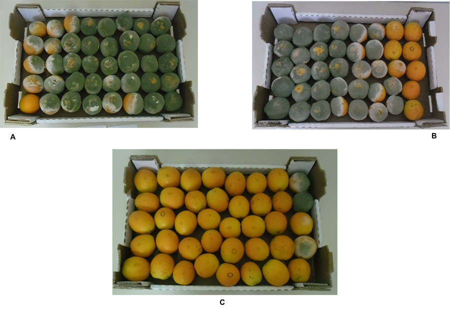 Manejo integrado não usa químicos para controlar o bolor verde da laranja
