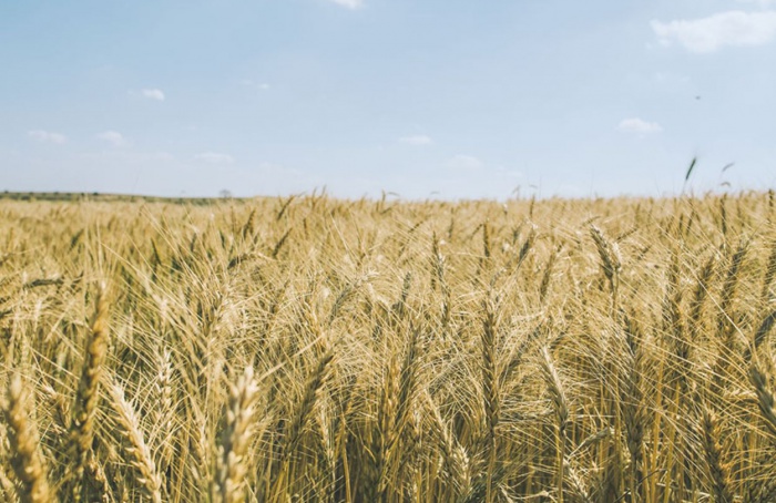 Nova cultivar de trigo desenvolvida pela Embrapa apresenta alto potencial produtivo