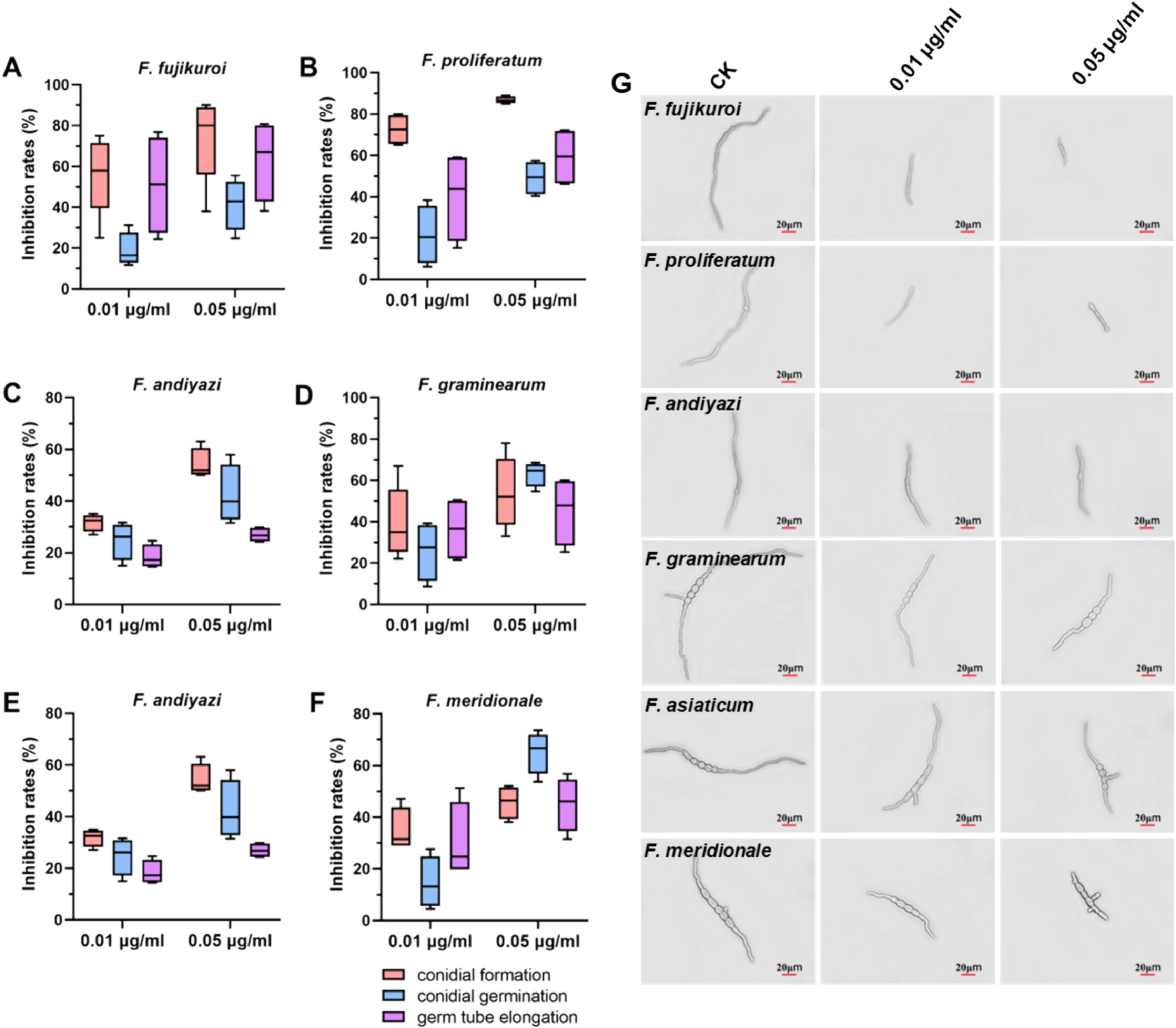 O metconazol inibiu a formação de conídios, a germinação e o alongamento do tubo germinativo de linhagens de <i>Fusarium</i> do arroz. Taxas de inibição da produção de conídios e da germinação de linhagens de <i>F. fujikuroi</i> (A), <i>F. proliferatum</i> (B), <i>F. andiyazi </i>(C) dentro de FFSC, <i>F. graminearum</i> (D), <i>F. asiaticum</i> (E) e <i>F. meridionale</i> (F) após tratamento com metconazol a 0,01, 0,05 μg/ml. (G) Imagens de microscopia da inibição do alongamento do tubo germinativo em seis linhagens de <i>Fusarium</i>. Barra = 20 μm