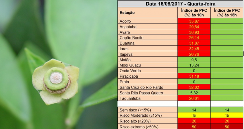 Sistema de previsão de podridão floral indica alto risco de ocorrência da doença em diferentes regiões de SP