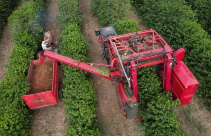 Colheita de café da Cooxupé atinge 40,4% da safra