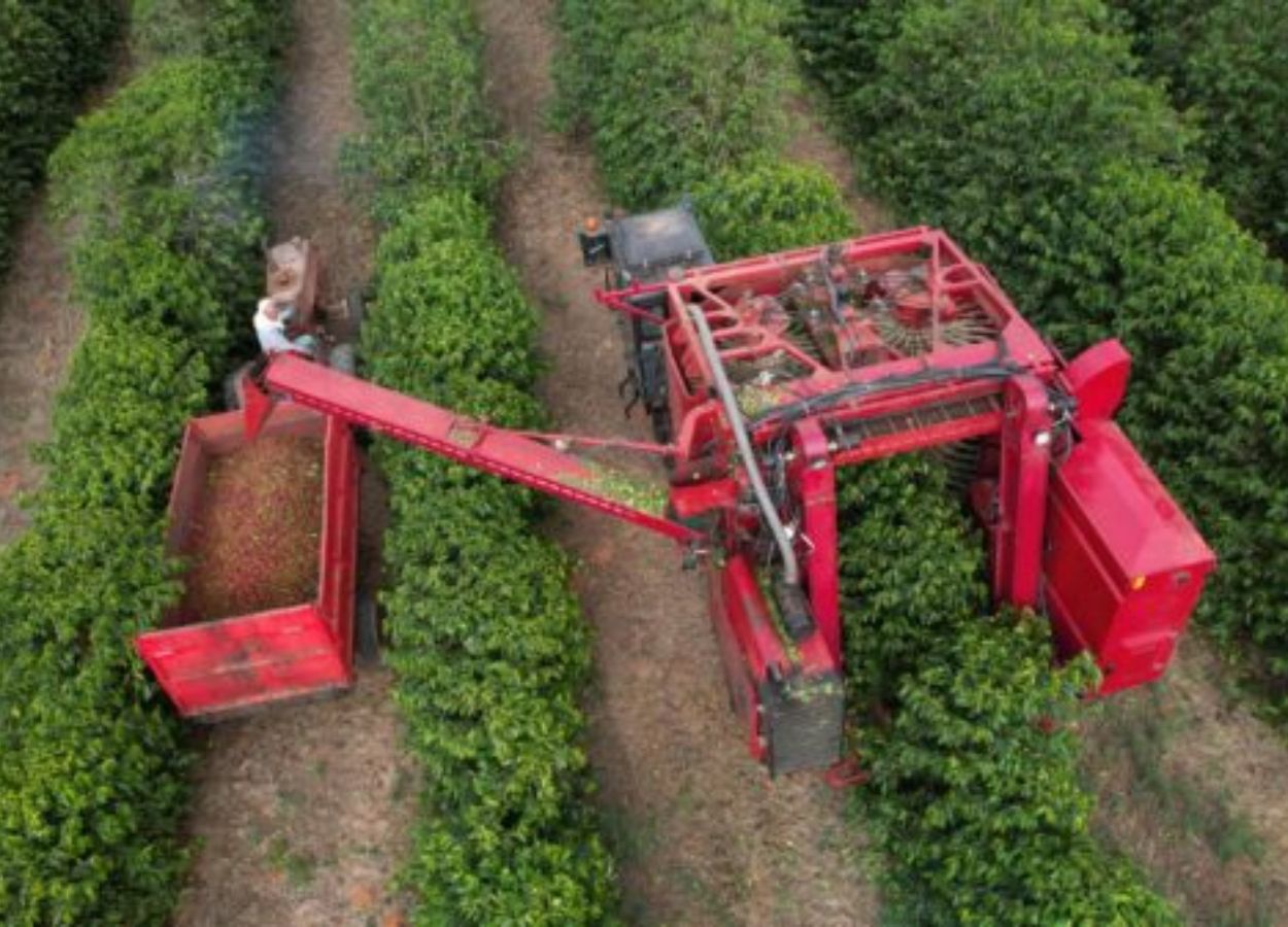 La récolte de café Cooxupé atteint 40,4 % de la récolte