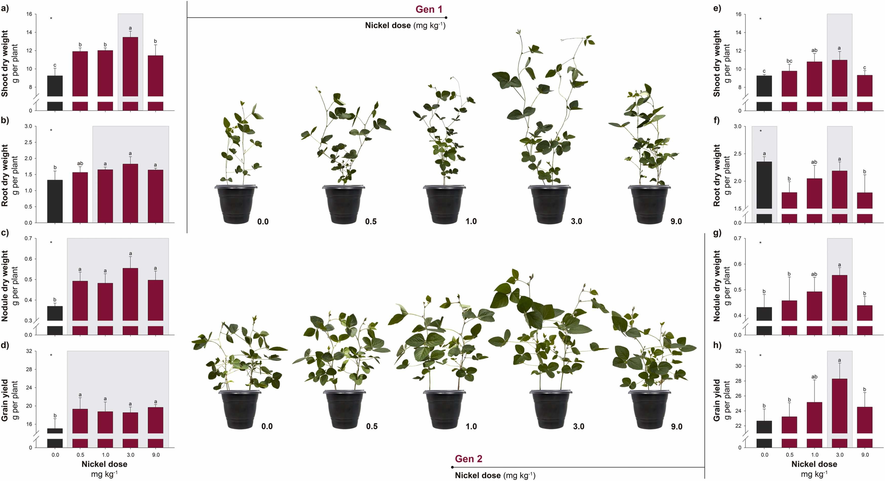 Efeito da aplicação de cinco doses de Ni nos parâmetros de crescimento:&nbsp;<b>a) e)</b> peso seco da parte aérea; <b>b) f)</b> peso seco da raiz; c) g) peso seco do nódulo; e <b>d) h)</b> rendimento de grãos nos genótipos de soja Gen1 (NS 8080 IPRO) e Gen2 (NS 6446 I2X). ⁎ Significativo de acordo com o teste F em P &lt; 0,05. Os valores médios e desvios-padrão foram calculados a partir de quatro repetições. Letras diferentes indicam diferenças significativas de acordo com o teste de diferença dos mínimos quadrados (LSD) de Fisher em P &lt; 0,05. Os retângulos cinza destacam os tratamentos mais responsivos