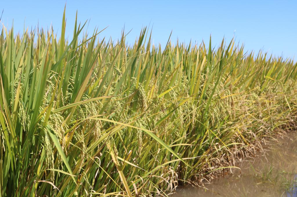 Vantagens da negociação no cedo para o produtor de arroz