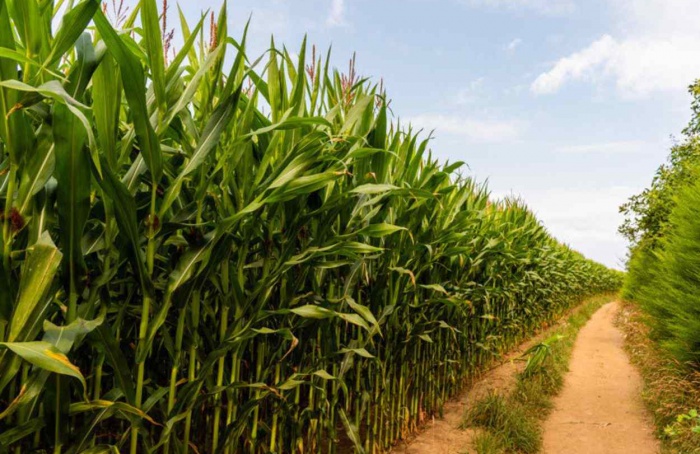 Condições climáticas prejudicam colheita de soja e milho em vários estados