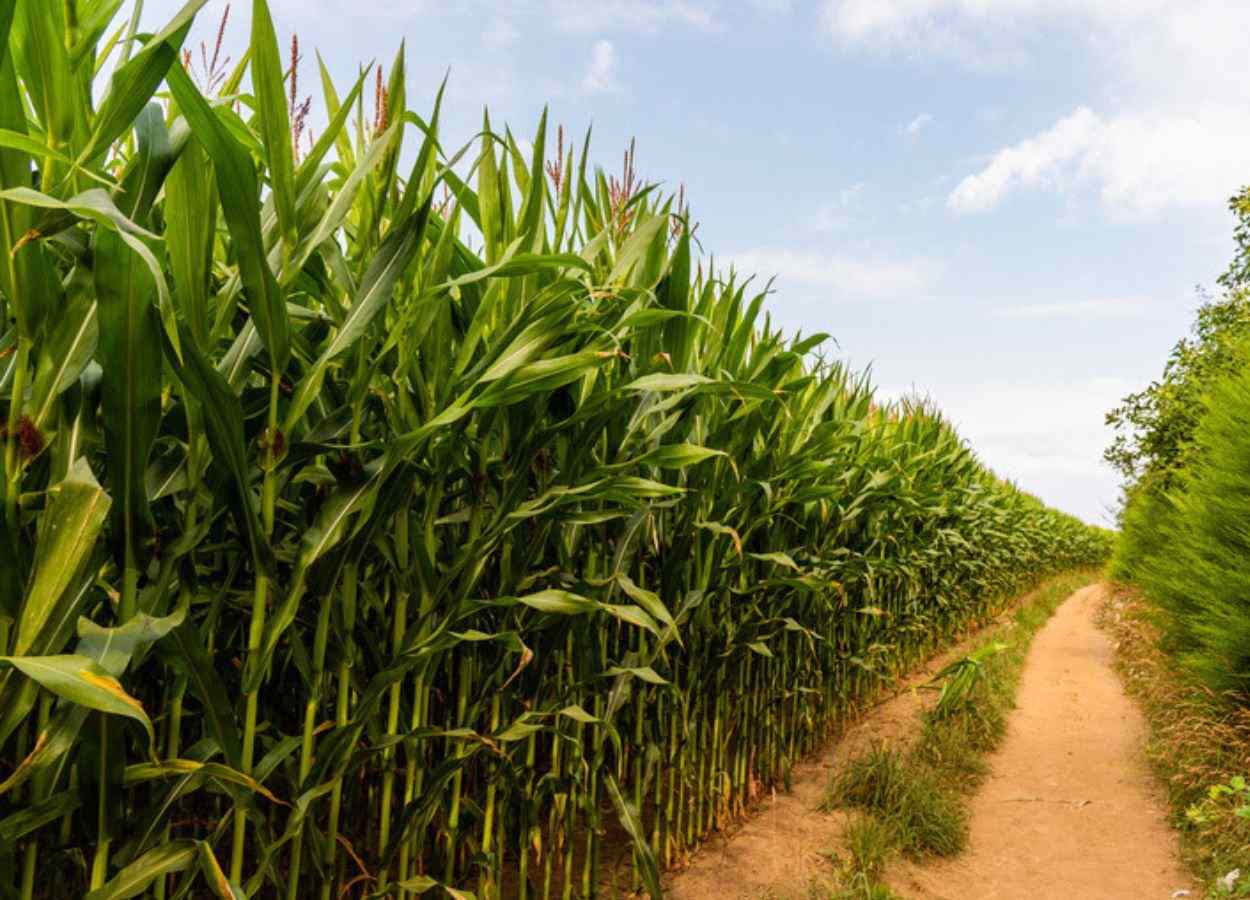 Condições climáticas prejudicam colheita de soja e milho em vários estados