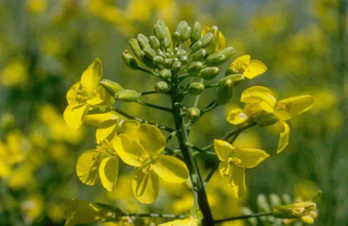 Bayer lança Newgold e amplia oferta de sementes