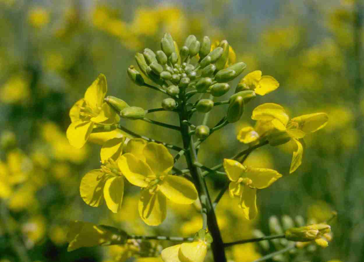 Bayer lança Newgold e amplia oferta de sementes