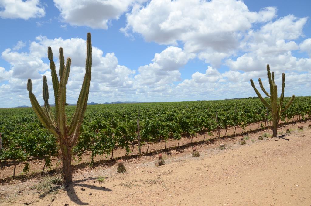 Estudos sobre a vitivinicultura no Vale do São Francisco serão apresentados durante evento