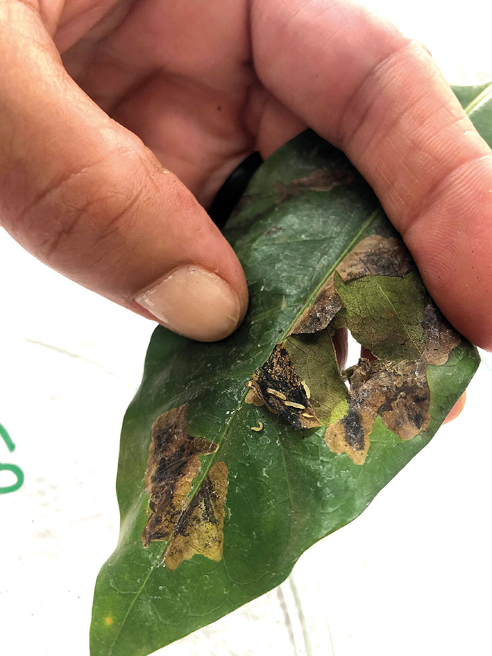 As  lagartas se alojam no mesofilo foliar onde se desenvolvem, destroem o parênquima e posteriormente dão origem às 