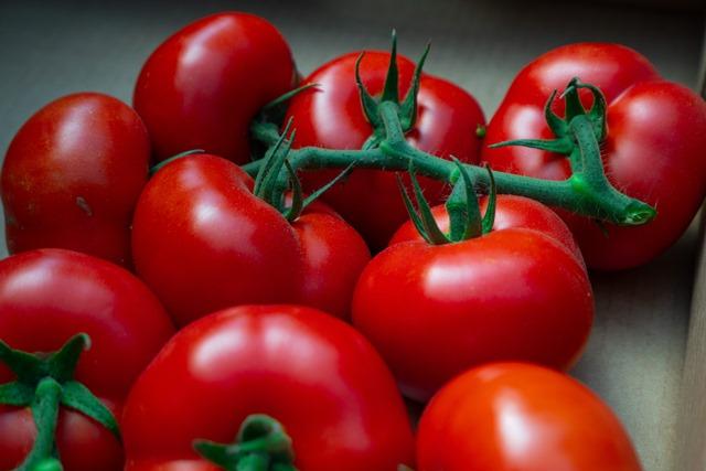 Biotecnologia aumenta resistência natural do tomateiro e ganhos em produtividade