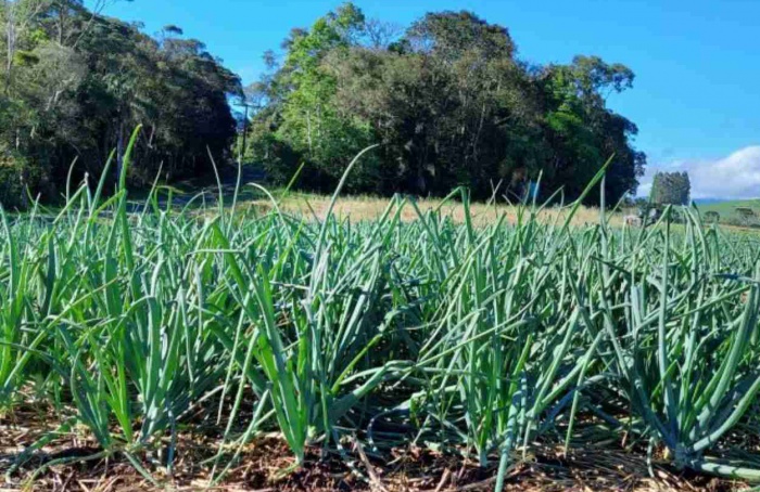 Produção de cebola deve crescer 6,9% em SC na safra 2025/26