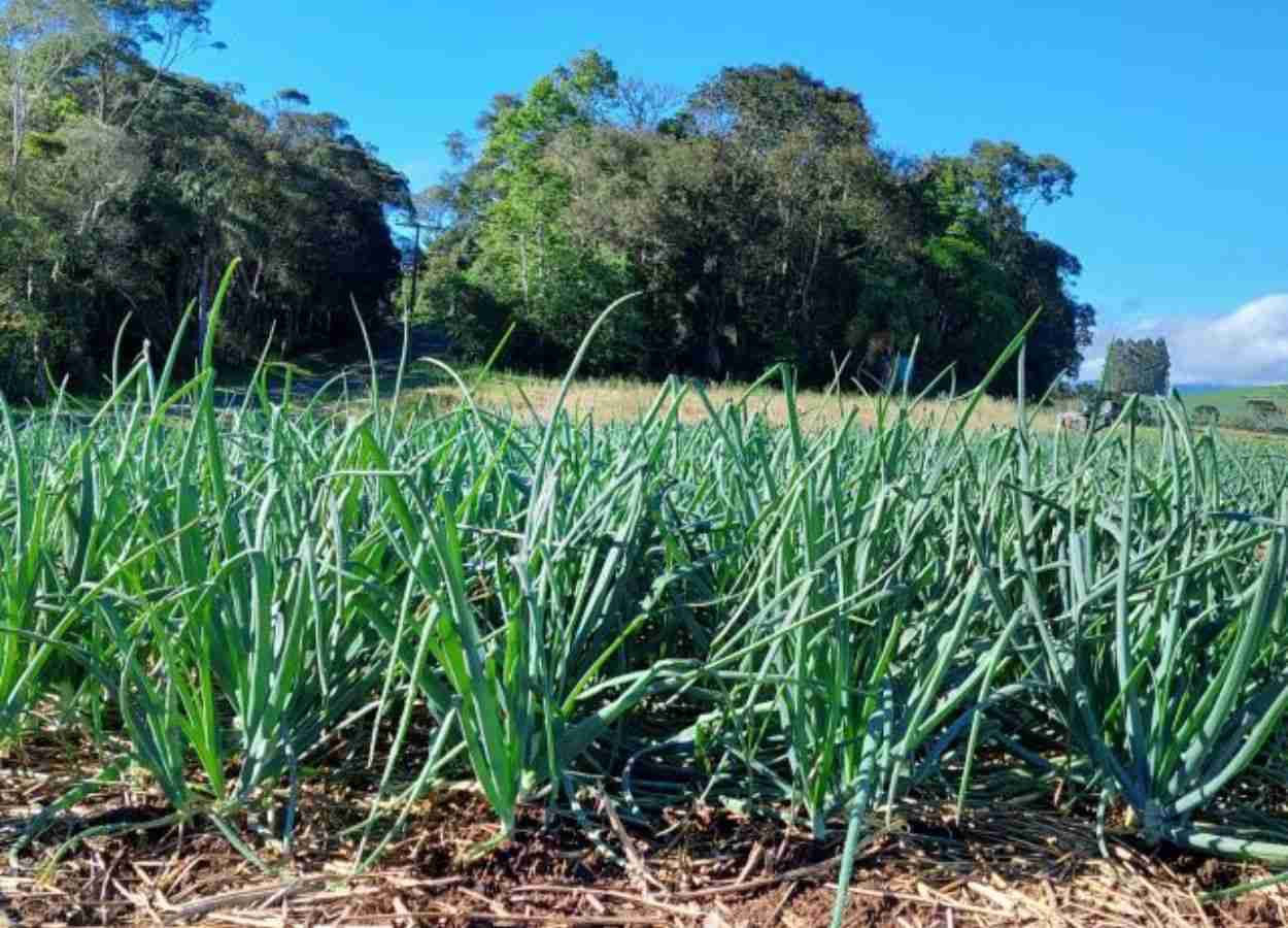 Produção de cebola deve crescer 6,9% em SC na safra 2025/26