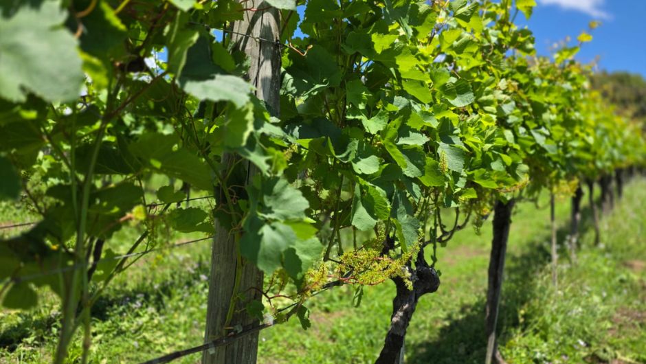 Foto: Viviane Zanella