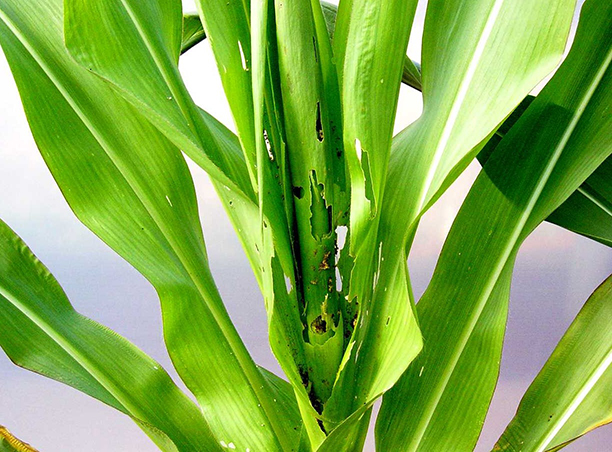 Dano foliar provocado pela lagarta-do-cartucho em milho