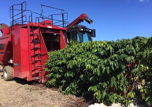 G1 - Máquina reduz custo da colheita do café conilon e robusta em