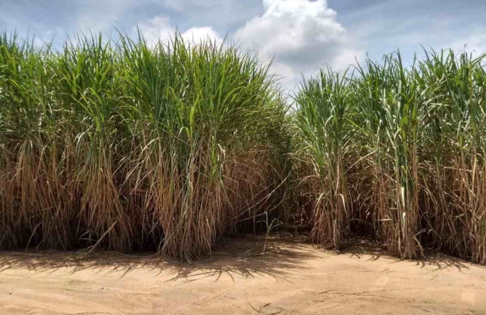 IAC obtém patente para ampliar uso da cana em biocombustíveis