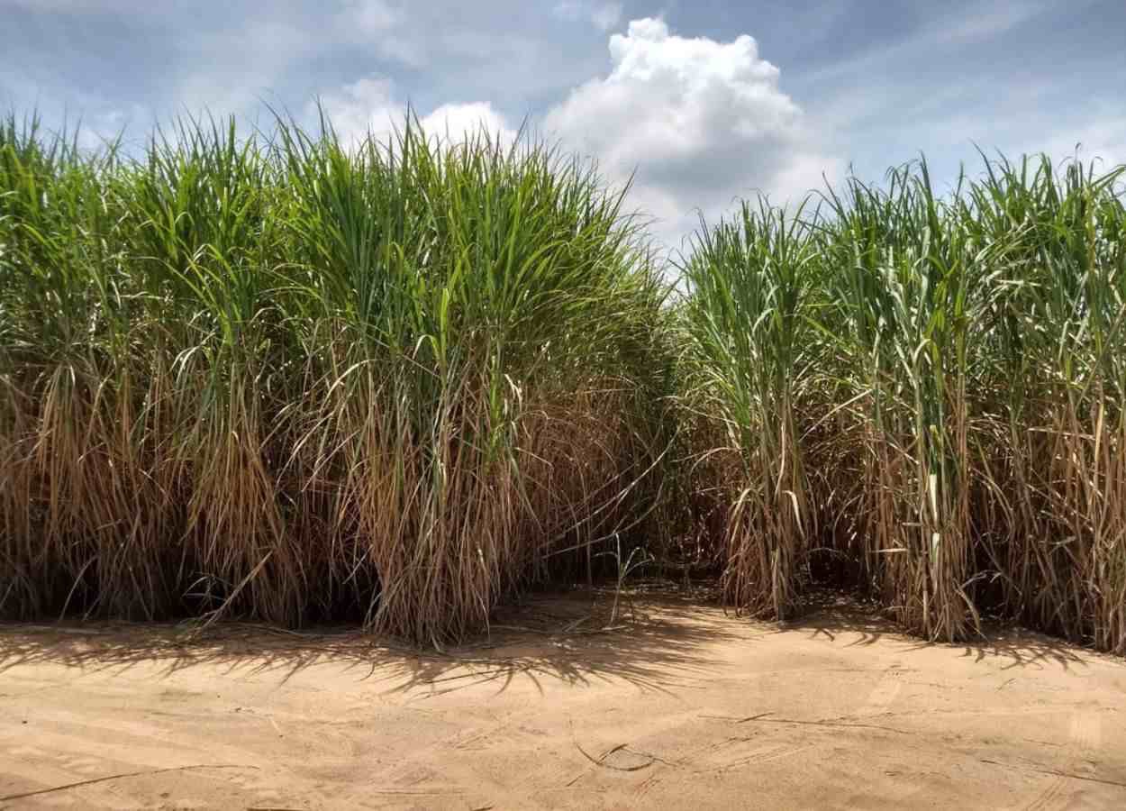 IAC obtém patente para ampliar uso da cana em biocombustíveis