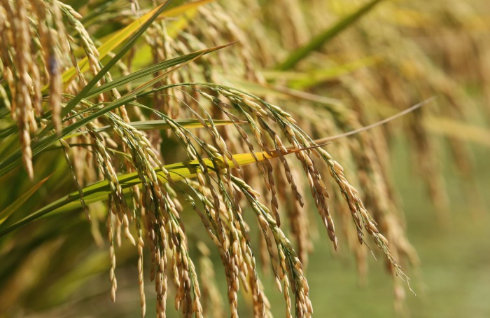 Leilão de arroz fortalece apoio ao produtor gaúcho